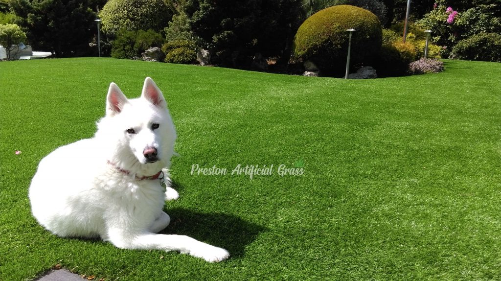 Preston Artificial Grass for pets and dogs scaled
